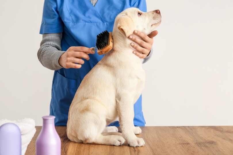 groomer brushing labrador puppy