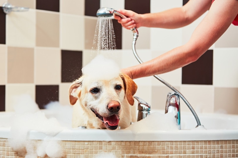labrador dog taking a bath