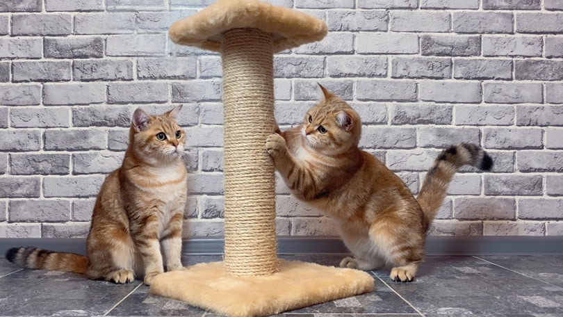 orange cats playing on scratching post