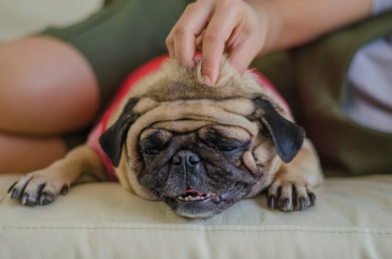 pug dog massage by owner