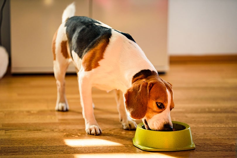 A senior beagle dog eating food from a food bowl