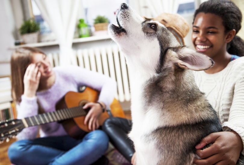 siberian husky howling at home