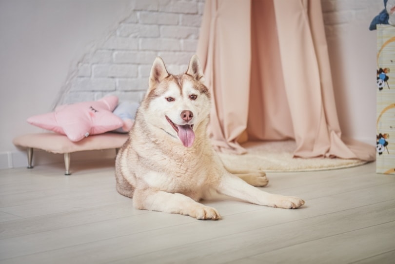 siberian husky lying on the floor