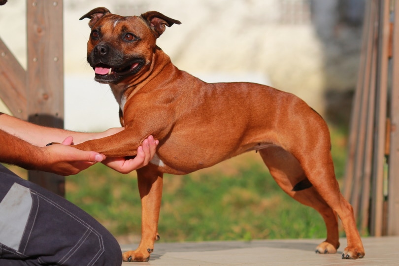 staffordshire bull terrier stretching