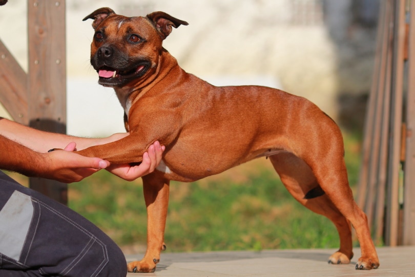 chó sục bull Staffordshire kéo dài