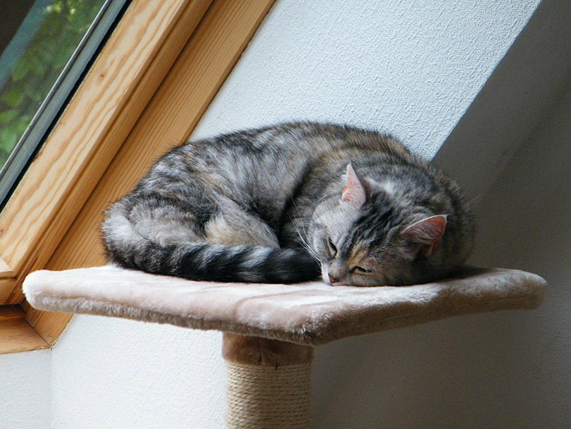 tabby cat sleeping on the perch of a scratching post