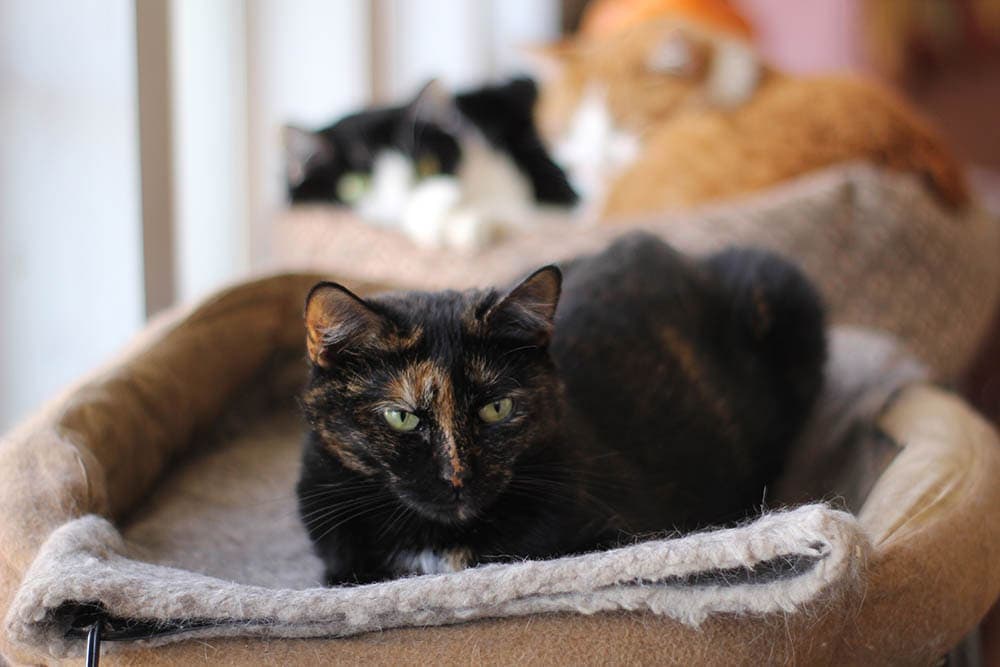 Heated cat bed best sale safety