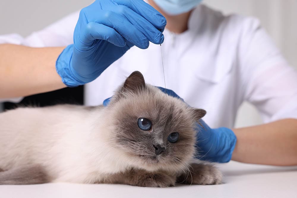 veterinarian holding acupuncture needle near cat's head 