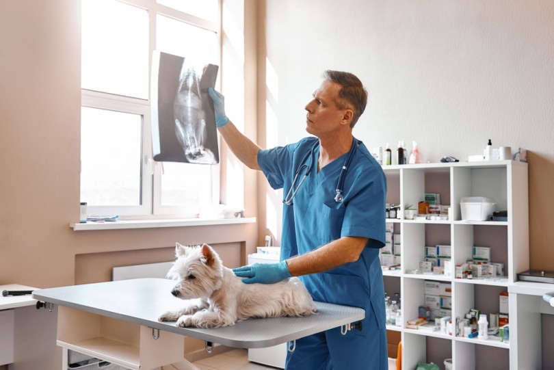 vet looking at dog X-ray
