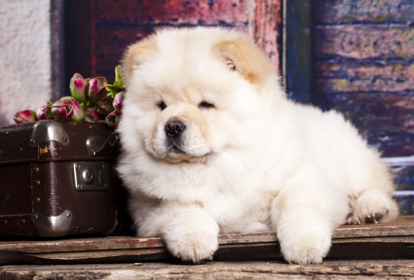 perro chow chow blanco acostado