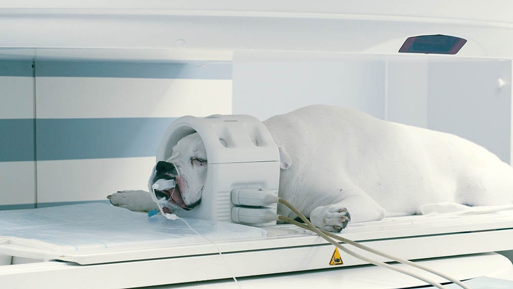 white dog having MRI scan
