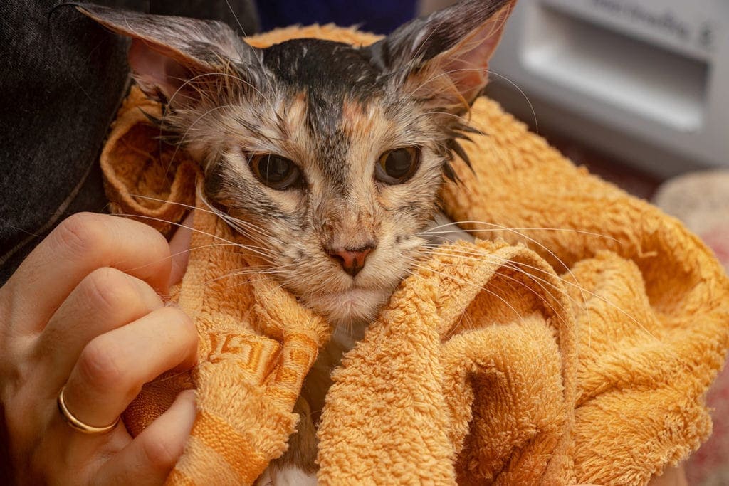 wiping wet cat dry with damp towel