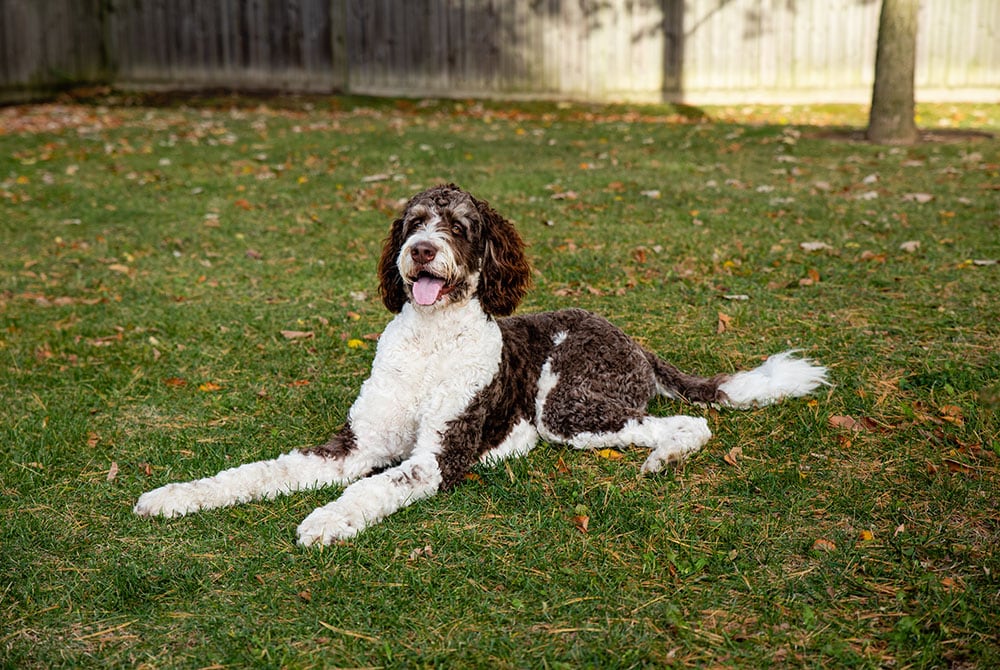 Adult brown and white bernedoodle dog laying on the grass outdoors