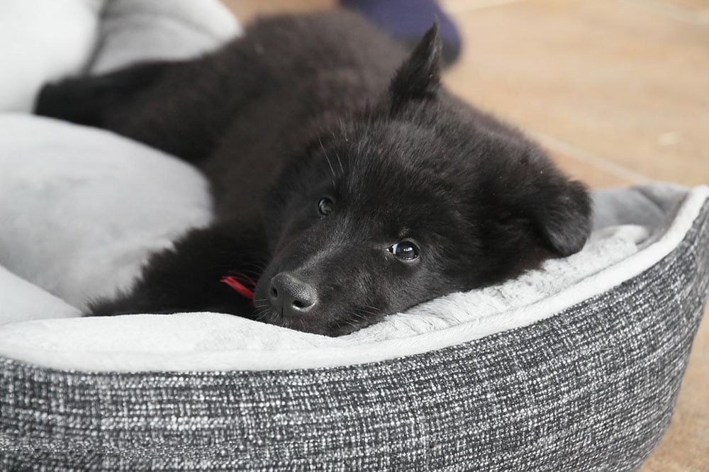 Black dog sleeping on his bed