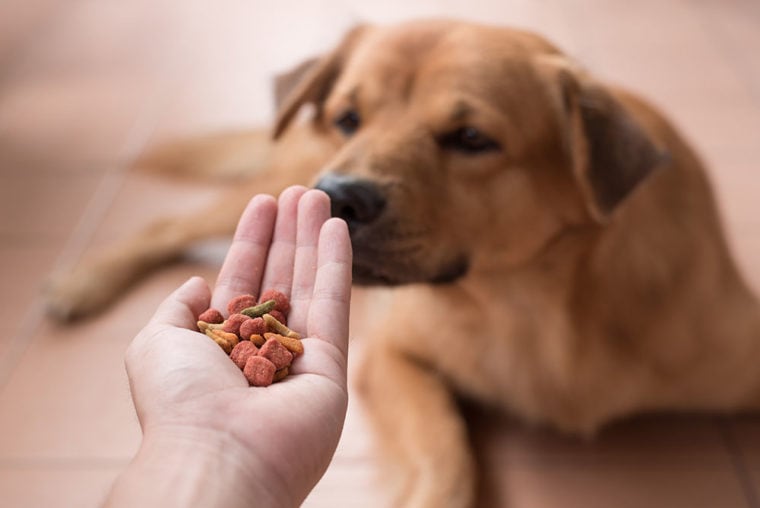 Why Does My Dog Push His Food With His Nose? 8 Possible Reasons Hepper