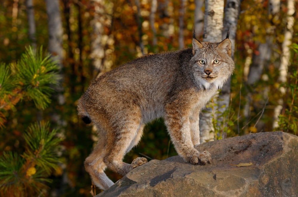 Canadian Lynx standing on rock