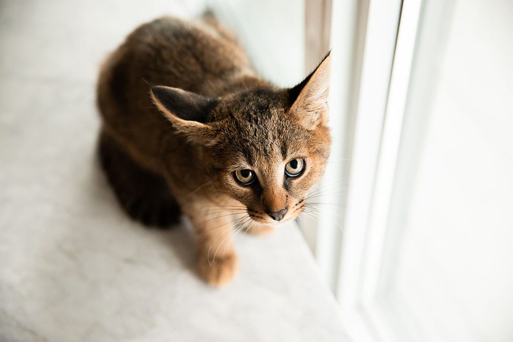 tabby cat at night