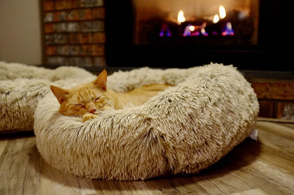 Cat sleeping on a cat bed