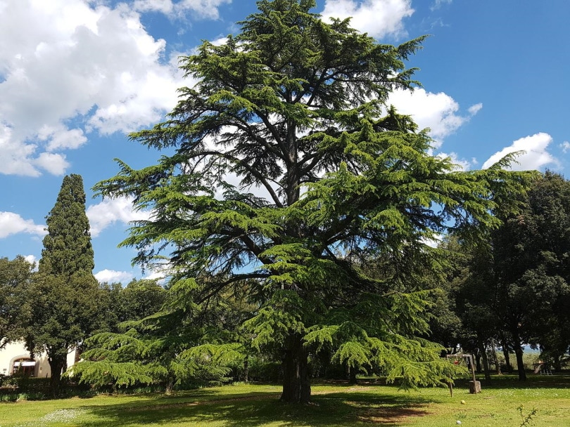 Cedar tree portrait