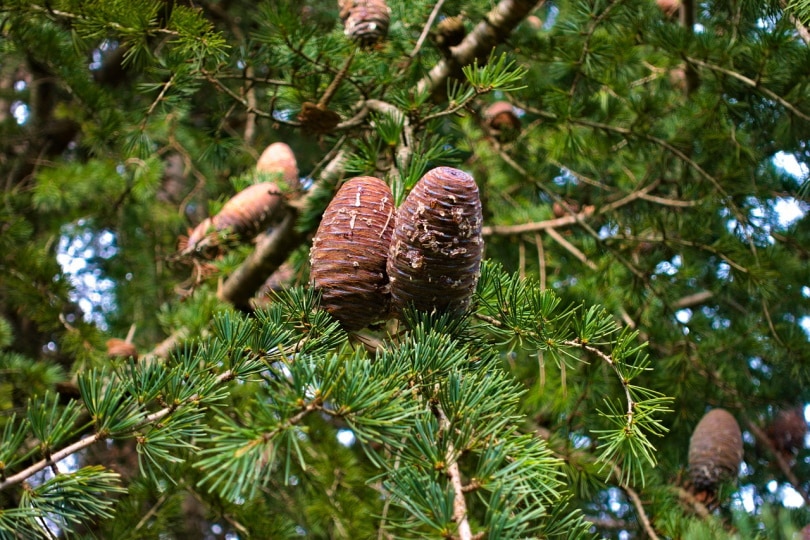Is Cedar Toxic to Cats Keeping Your Cat Safe Hepper