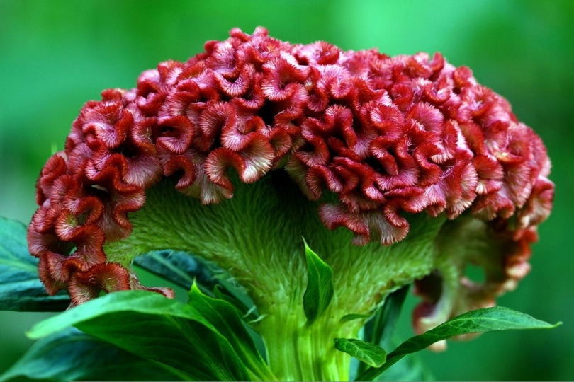 Celosia plant with full-bloomed flower