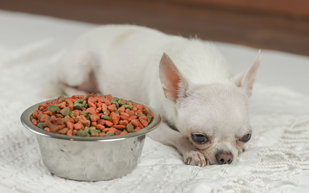 Dogs Leave Food on the Floor Dogs Leave Food on the Floor
