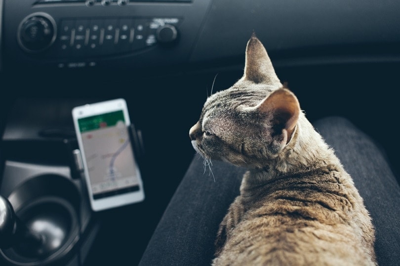 Devon Rex cat is travelling on owners lap in a car