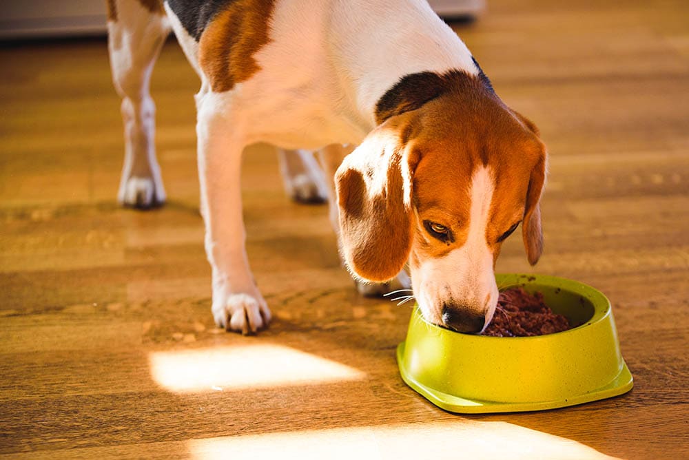A Beagle dog eating canned food from a bowl
