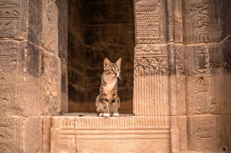 Domestic-cat-sitting-in-the-Luxor-Temple-in-Egypt