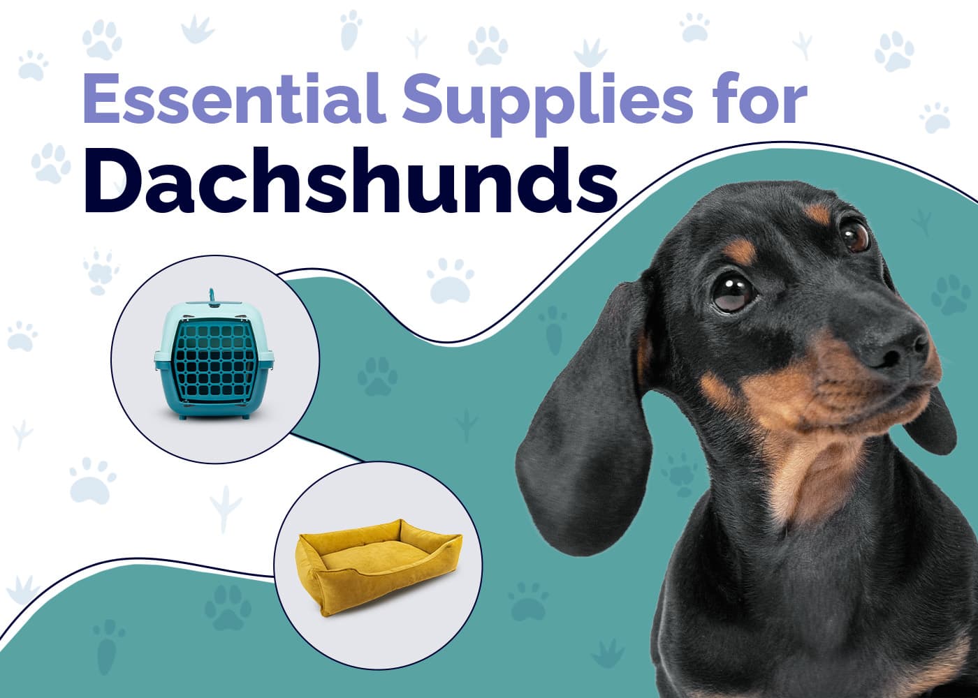 essentials for dacshunds