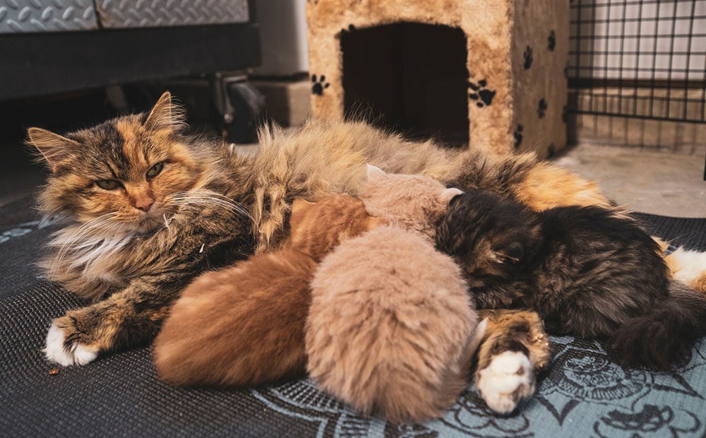 Fluffy cat feeding kittens on carpet in flat