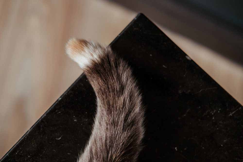 Cái đuôi bông của con mèo trên bàn