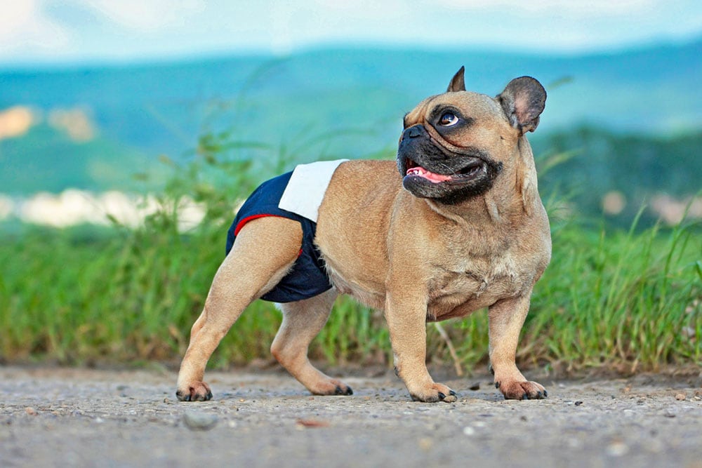 French Bulldog dog wearing fabric period diaper pants for protection