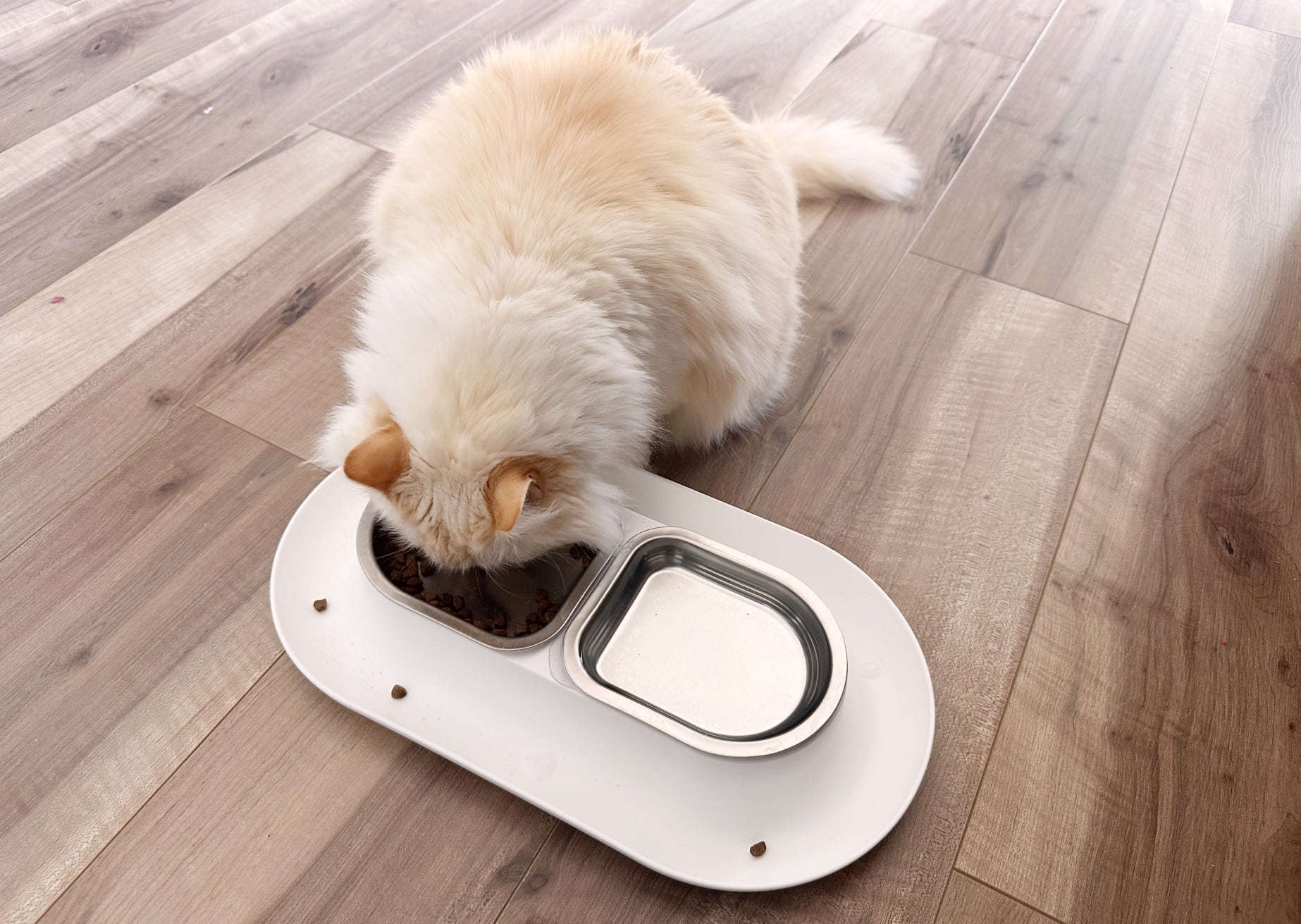 Hepper NomNom Cat owl - Angled on the floor with white cat (1)
