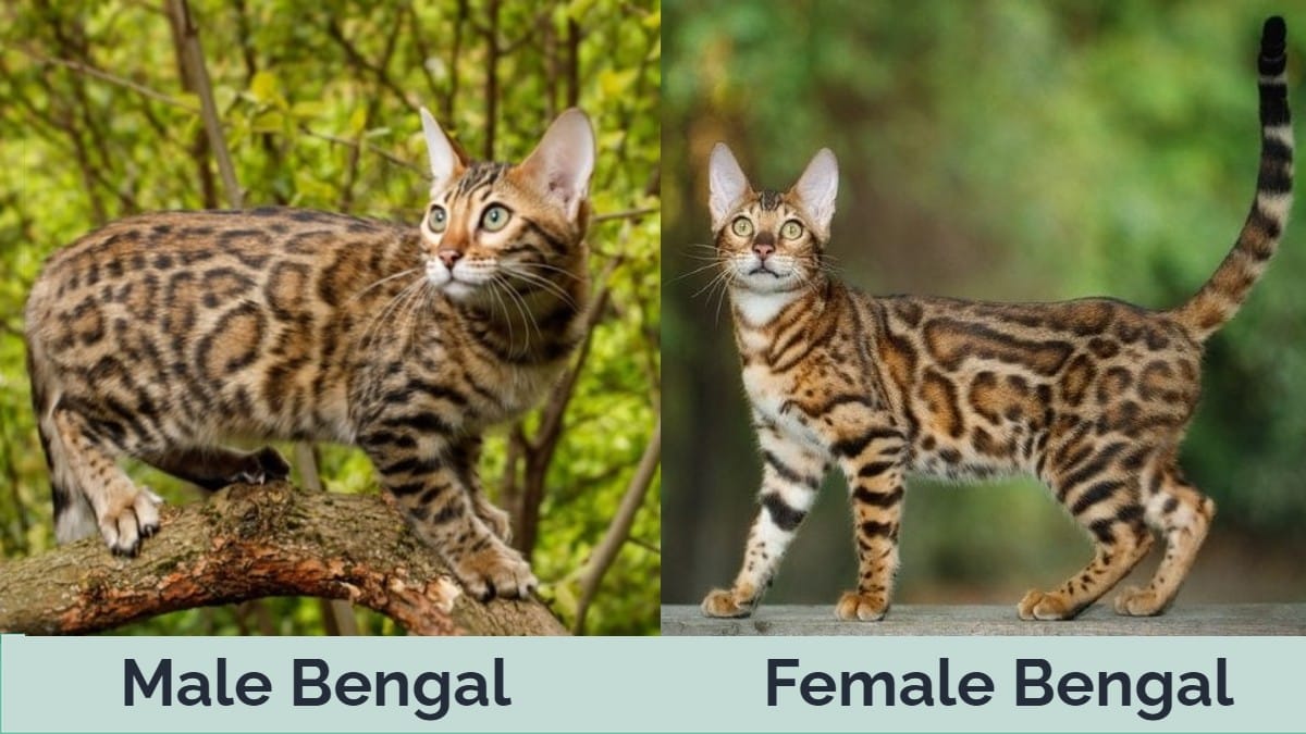 Male Bengal Female Bengal side by side