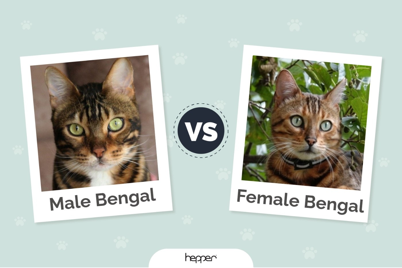 Bengal mâle VS Bengal femelle