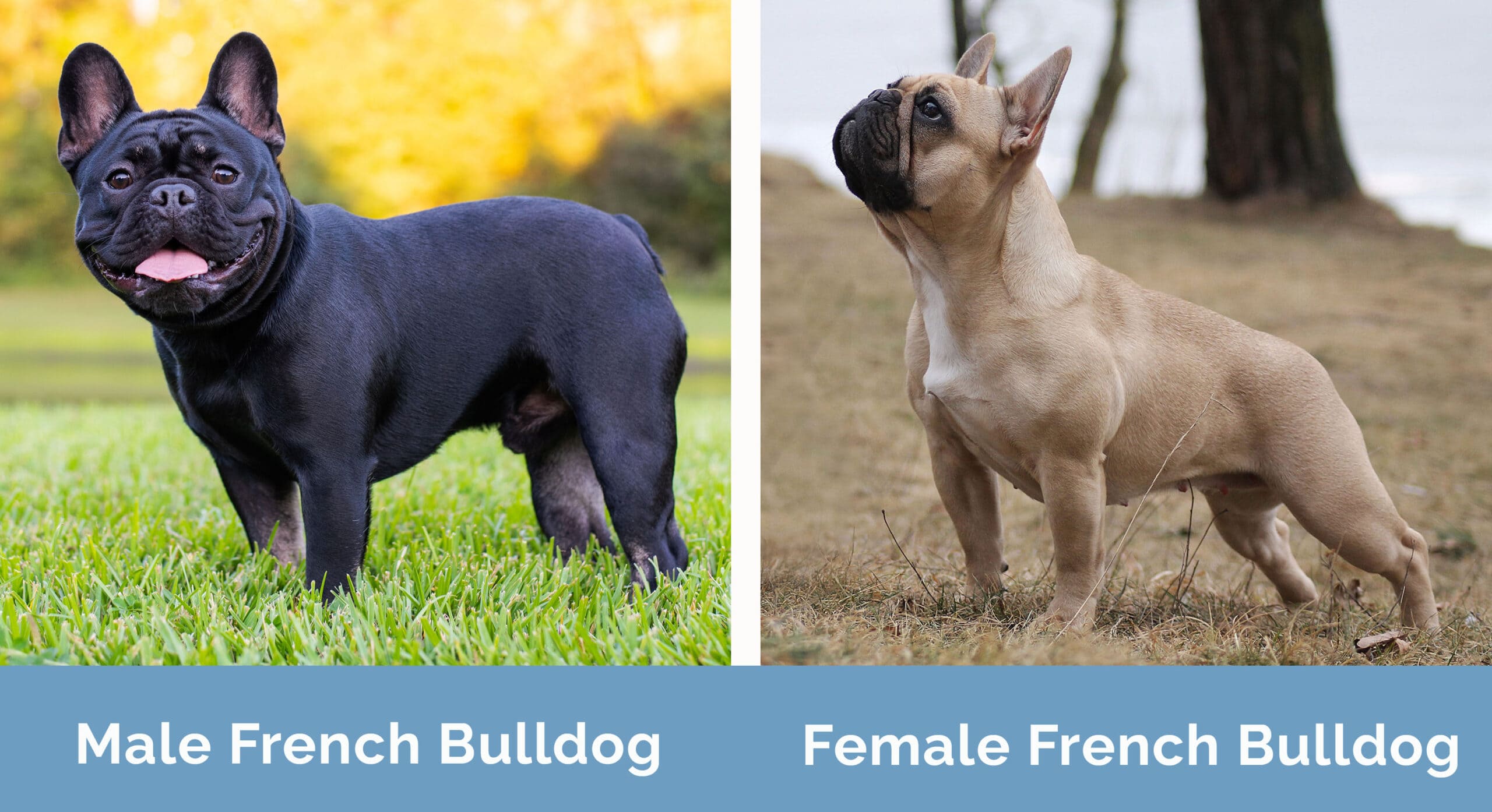 Male vs Female French Bulldog side by side