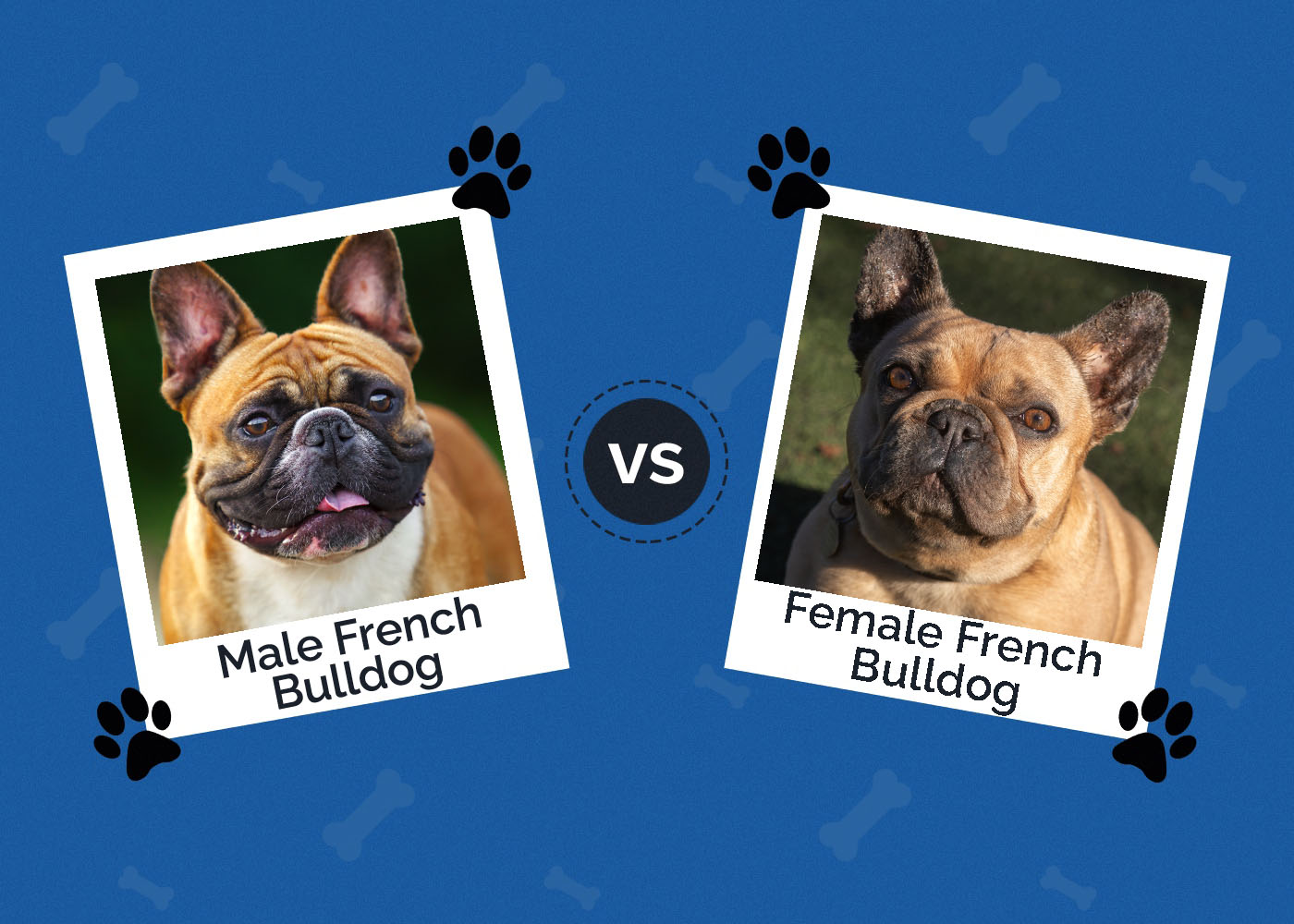 Male vs Female French Bulldog