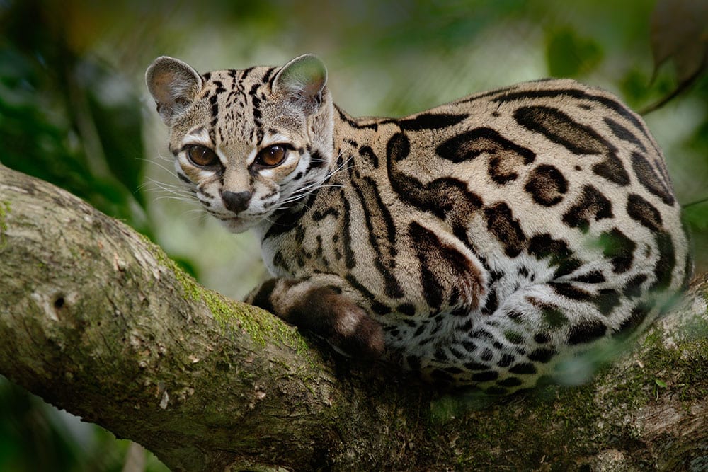 Margay, Leopardis wiedii, chú mèo xinh đẹp ngồi trên cành cây trong rừng nhiệt đới, Panama