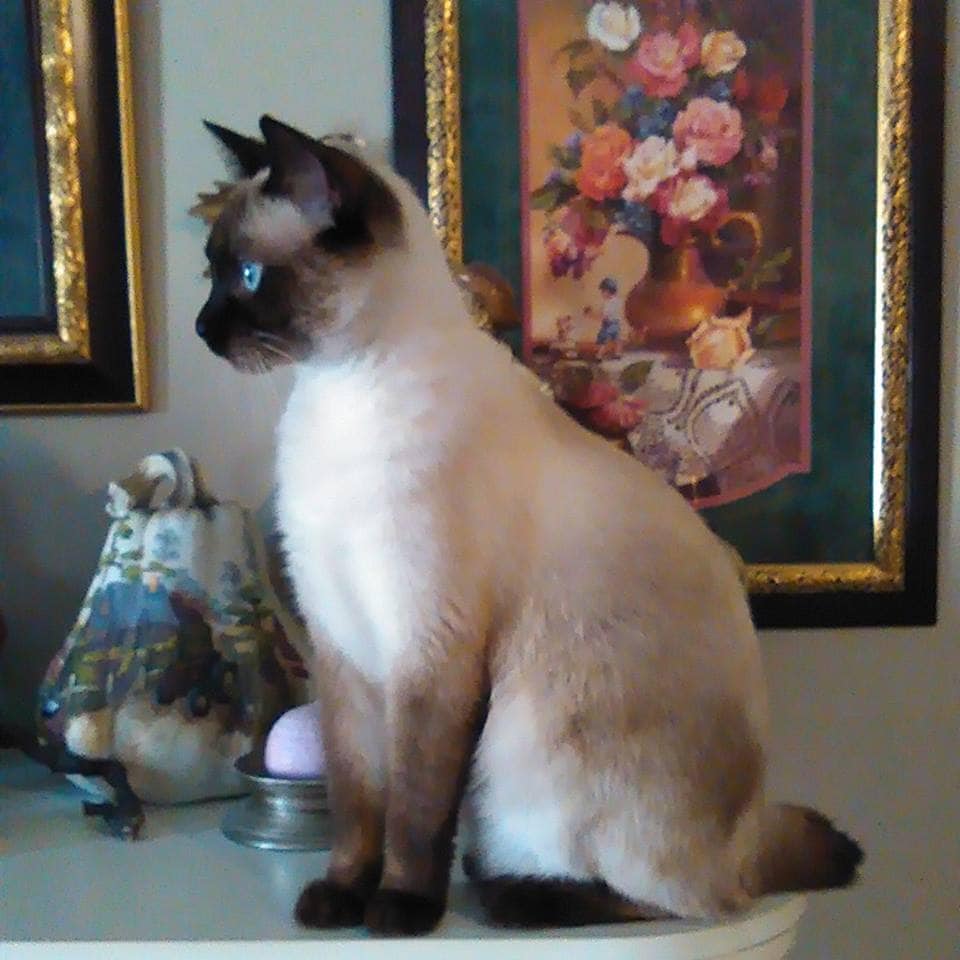 Owyhee Bob sitting on a mantle