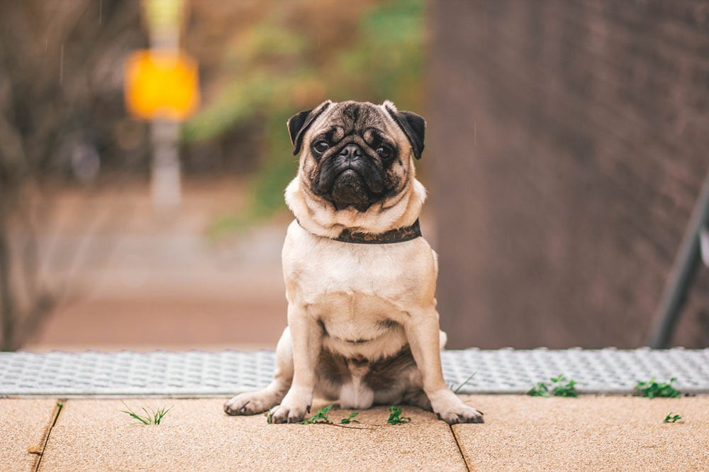 Pawn pug sitting on beige floor