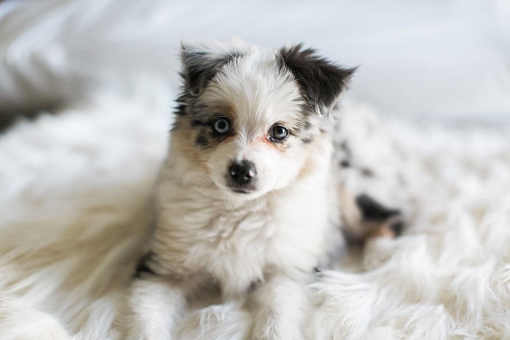 Puppy Toy Australian Shepherd sitting