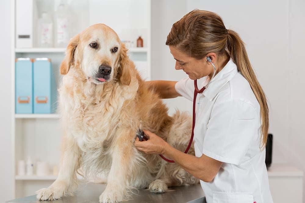 Veterinary by listening to a Golden Retriever dog in his clinic