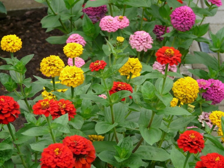 Are Zinnias Poisonous to Cats? VetApproved Safety Facts Hepper