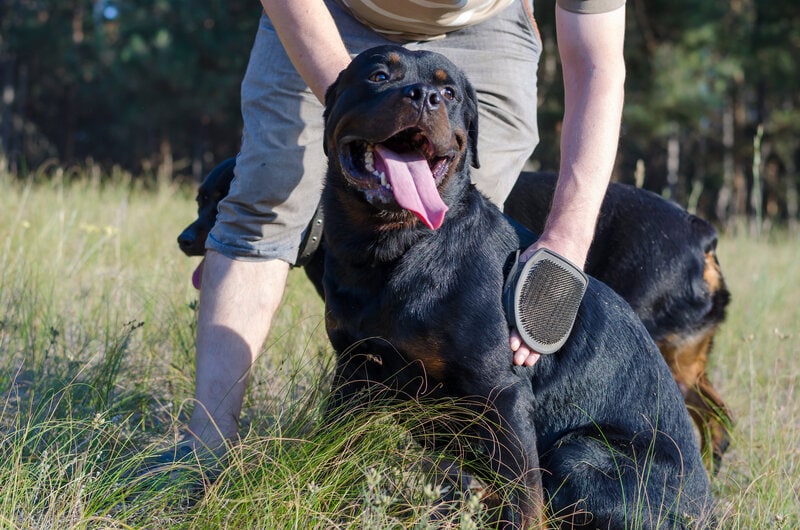 man grooms black rottweiler dog, grooming tools, grooming mitten
