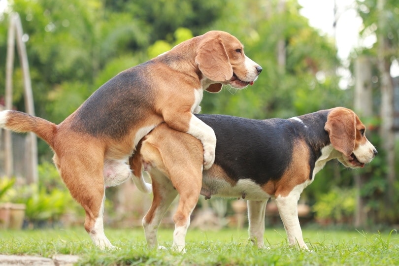 beagle dogs mating