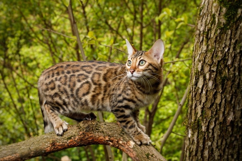 Mèo Bengal leo núi ngoài trời
