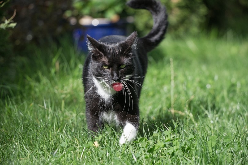 cat playing fetch outdoors