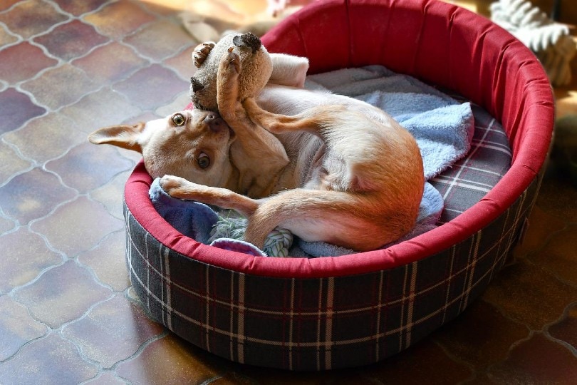 chihuahua playing on dog bed