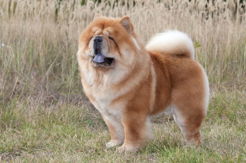 perro chow chow parado en la hierba